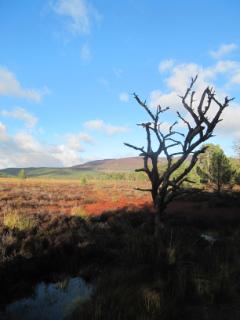 Langside Cairngorm Cottage